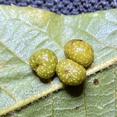 Caryomyia tuberculata