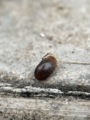 Sepedophilus