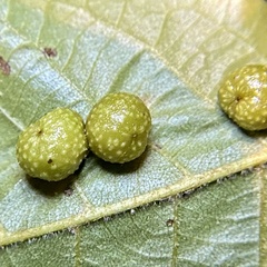 Caryomyia tuberculata