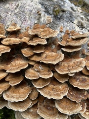 Trametes