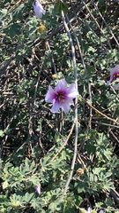 Malva subovata bicolor
