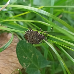 Halyomorpha halys