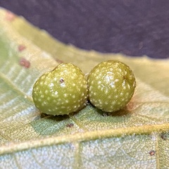 Caryomyia tuberculata