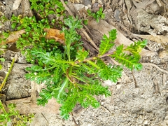 Lepidium bipinnatifidum