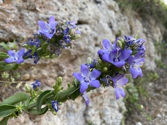 Campanula versicolor tenorei