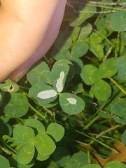 Porphyrosela minuta