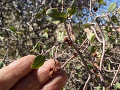 Amelanchier utahensis
