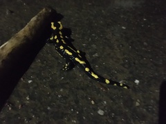 Salamandra