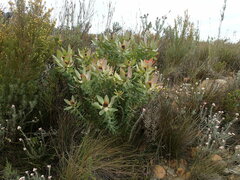 Leucadendron tinctum