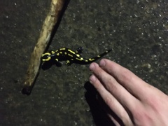 Salamandra