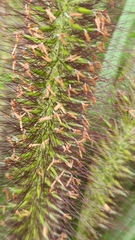 Cenchrus alopecuroides