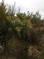 Leucadendron tinctum