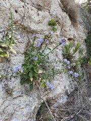 Campanula versicolor tenorei