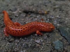 Pseudotriton ruber