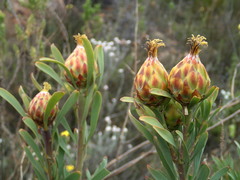 Leucadendron rubrum