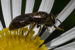 Dialictus