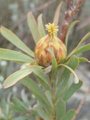 Leucadendron rubrum