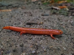 Pseudotriton ruber