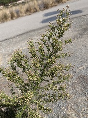 Erigeron canadensis