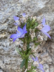 Campanula versicolor tenorei
