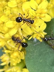 Formica neogagates