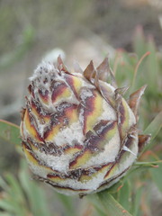 Leucadendron rubrum