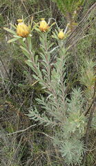 Leucadendron rubrum