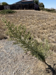 Erigeron canadensis