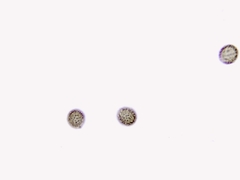 Strobilomyces confusus