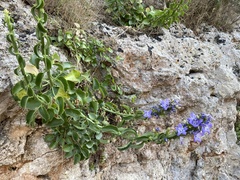 Campanula versicolor tenorei