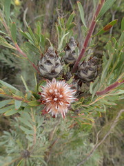 Leucadendron rubrum