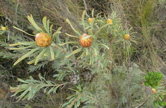 Leucadendron rubrum