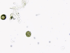 Strobilomyces confusus