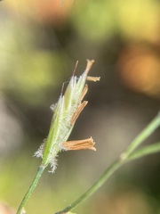 Festuca rubra