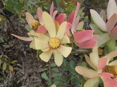 Leucadendron tinctum