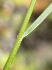Festuca rubra