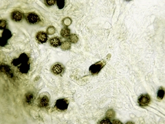 Strobilomyces confusus