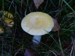 Russula claroflava