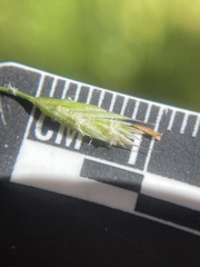 Festuca rubra