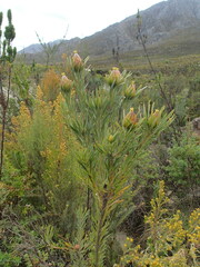 Leucadendron rubrum