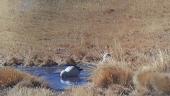 Oressochen melanopterus