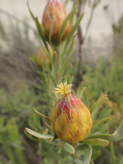 Leucadendron rubrum