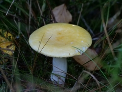 Russula claroflava