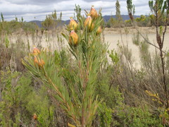 Leucadendron rubrum