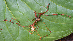 Ophiocordyceps sphecocephala