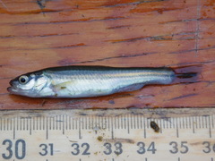 Chrosomus neogaeus