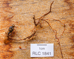 Ophiocordyceps sphecocephala