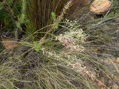 Struthiola macowanii