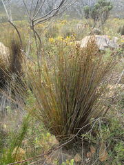 Hypodiscus synchroolepis