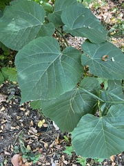 Tilia americana americana